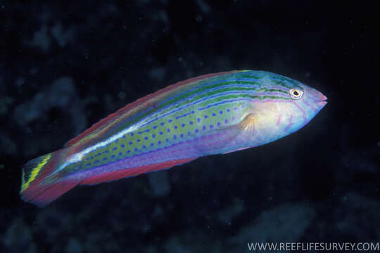 Image of Rainbow Slender Wrasse