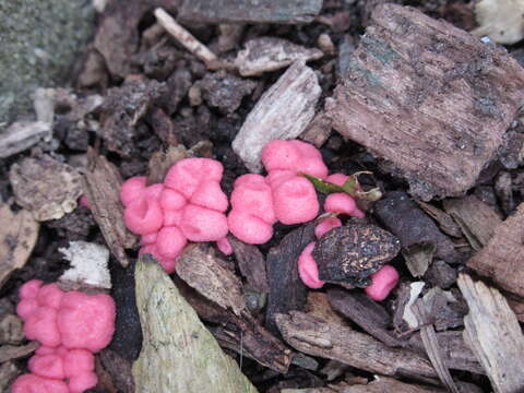 Image of Lycogala epidendrum