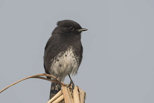 Image of Pied Bush Chat