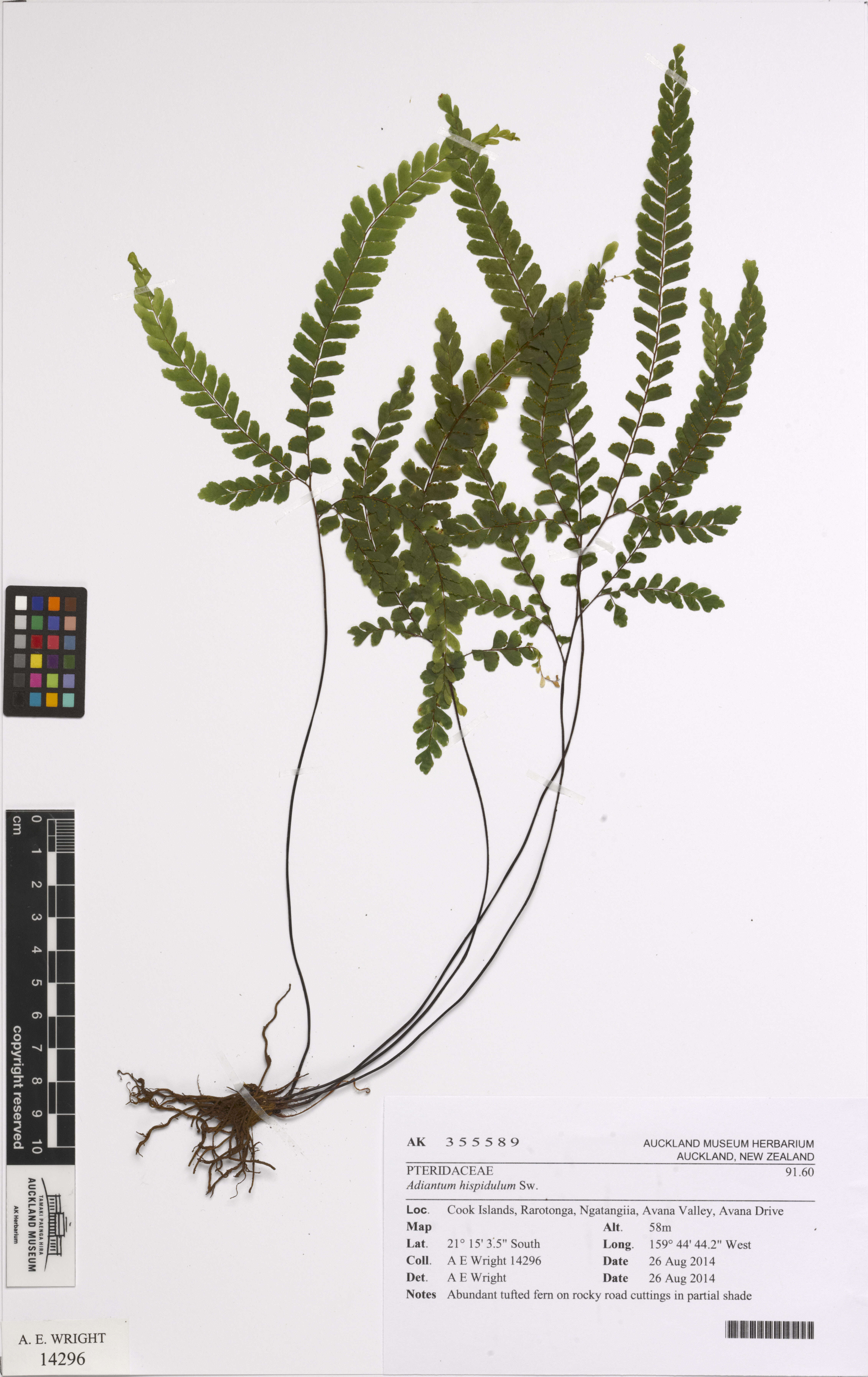 Image of rough maidenhair