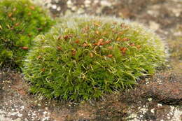 Image of pulvinate dry rock moss