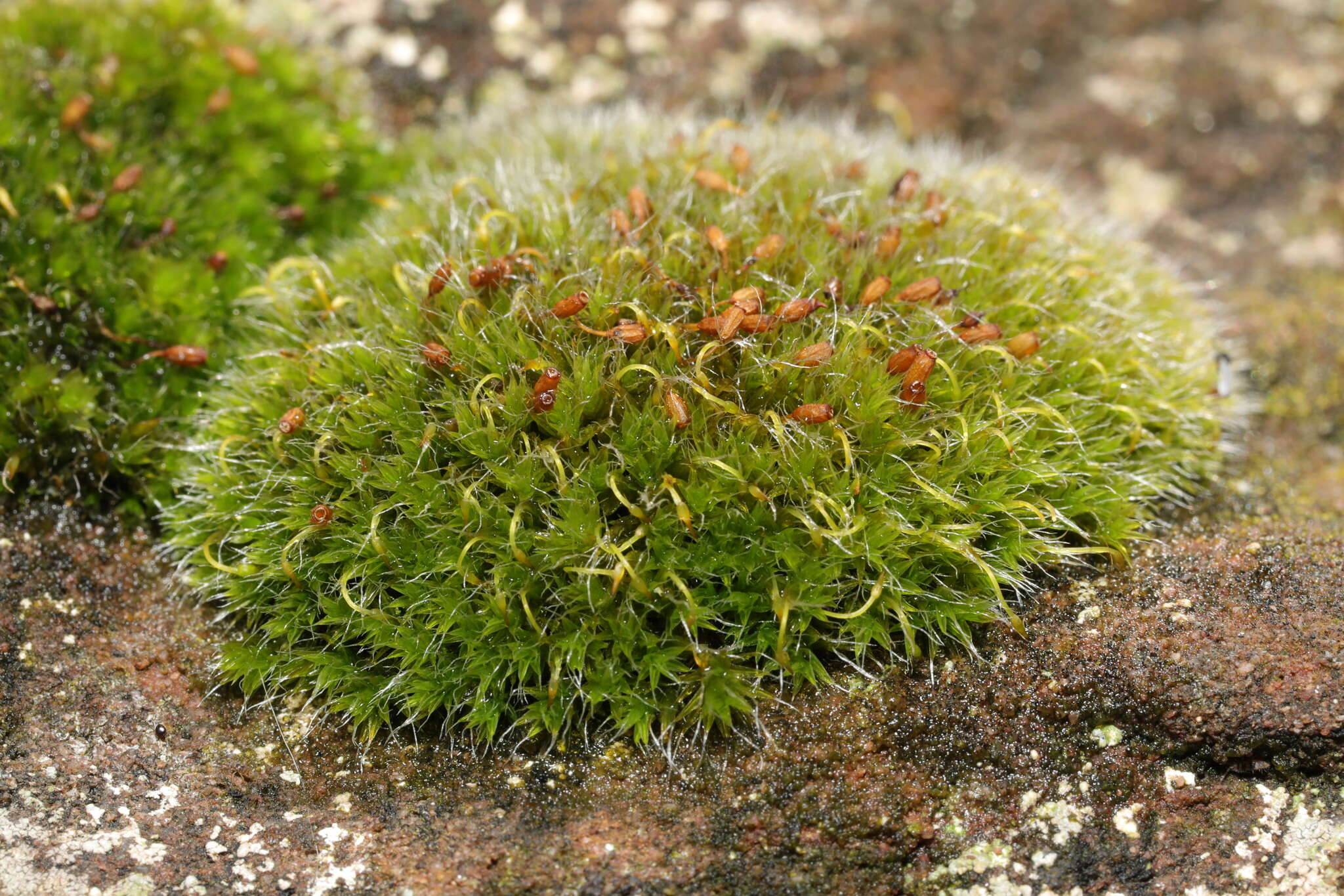 Image of pulvinate dry rock moss