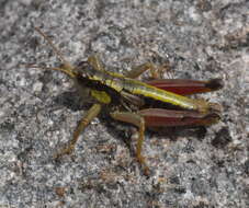 Image of Cascade Timberline Grasshopper