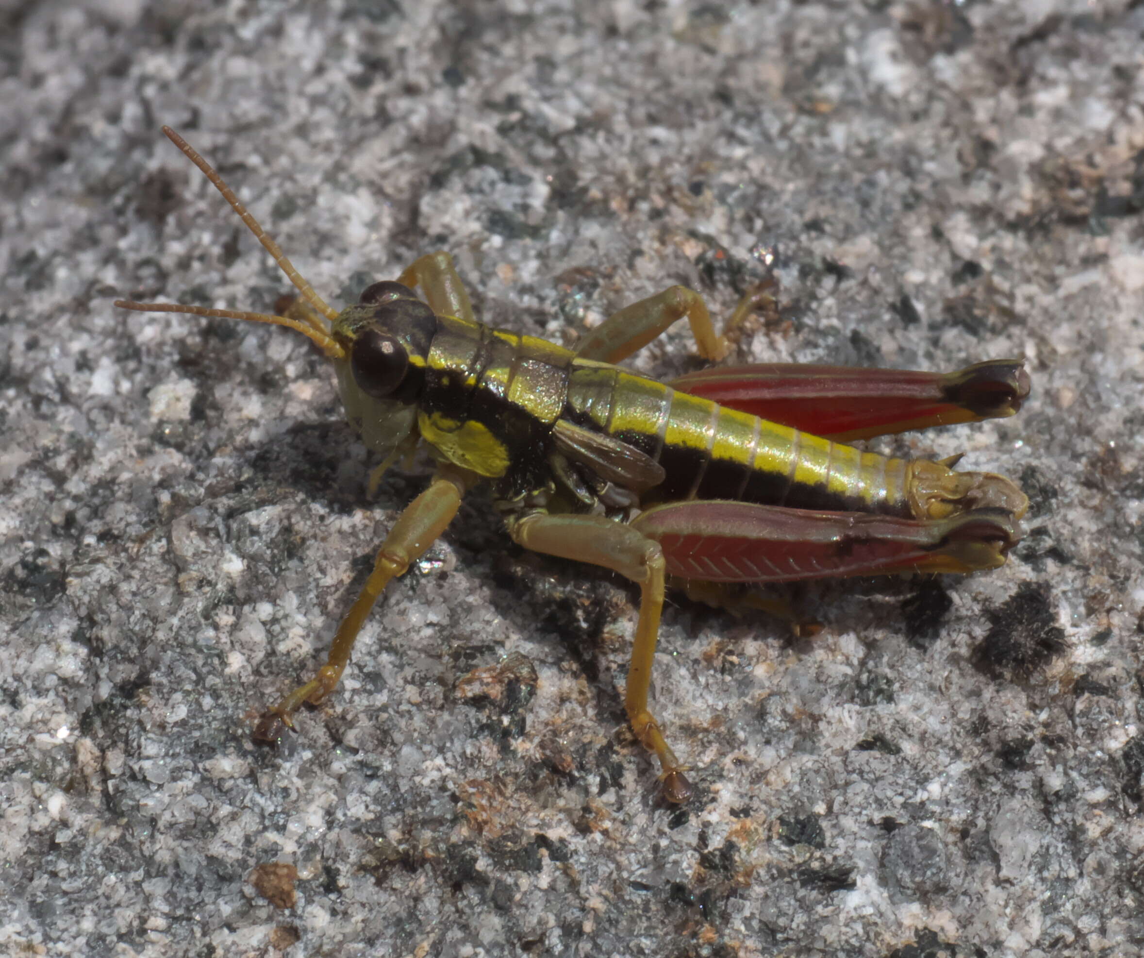 Image of Cascade Timberline Grasshopper