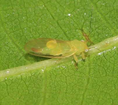 Image of jumping plantlice