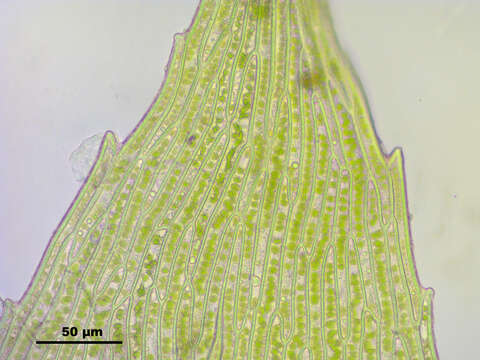 Image of Opal Thread-moss