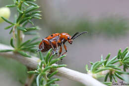 Image of Spotted asparagus beetle