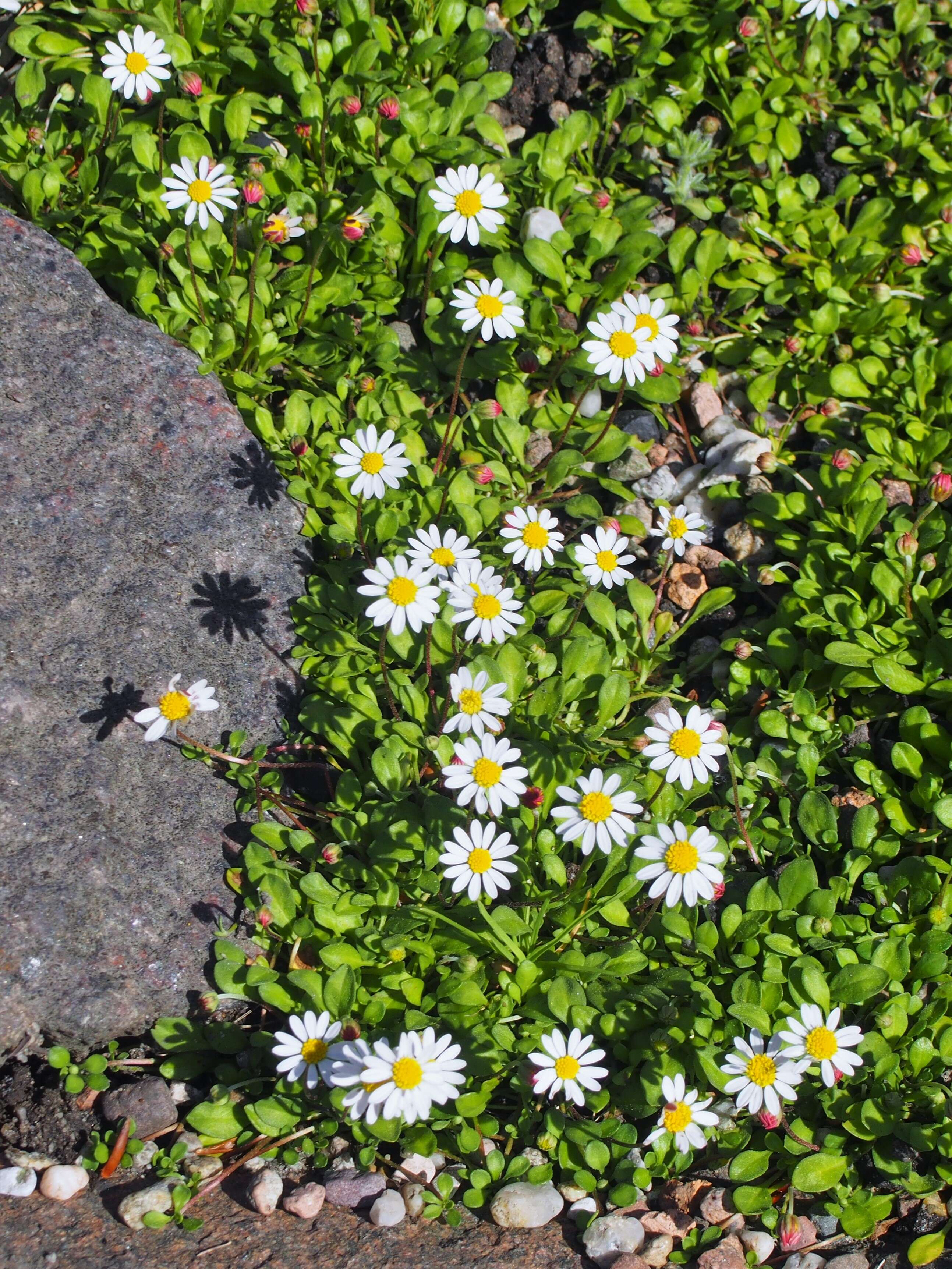 Image de Bellium fausse pâquerette