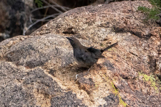 Image of Five-striped Sparrow