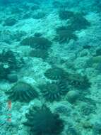 Image of crown of thorns starfish