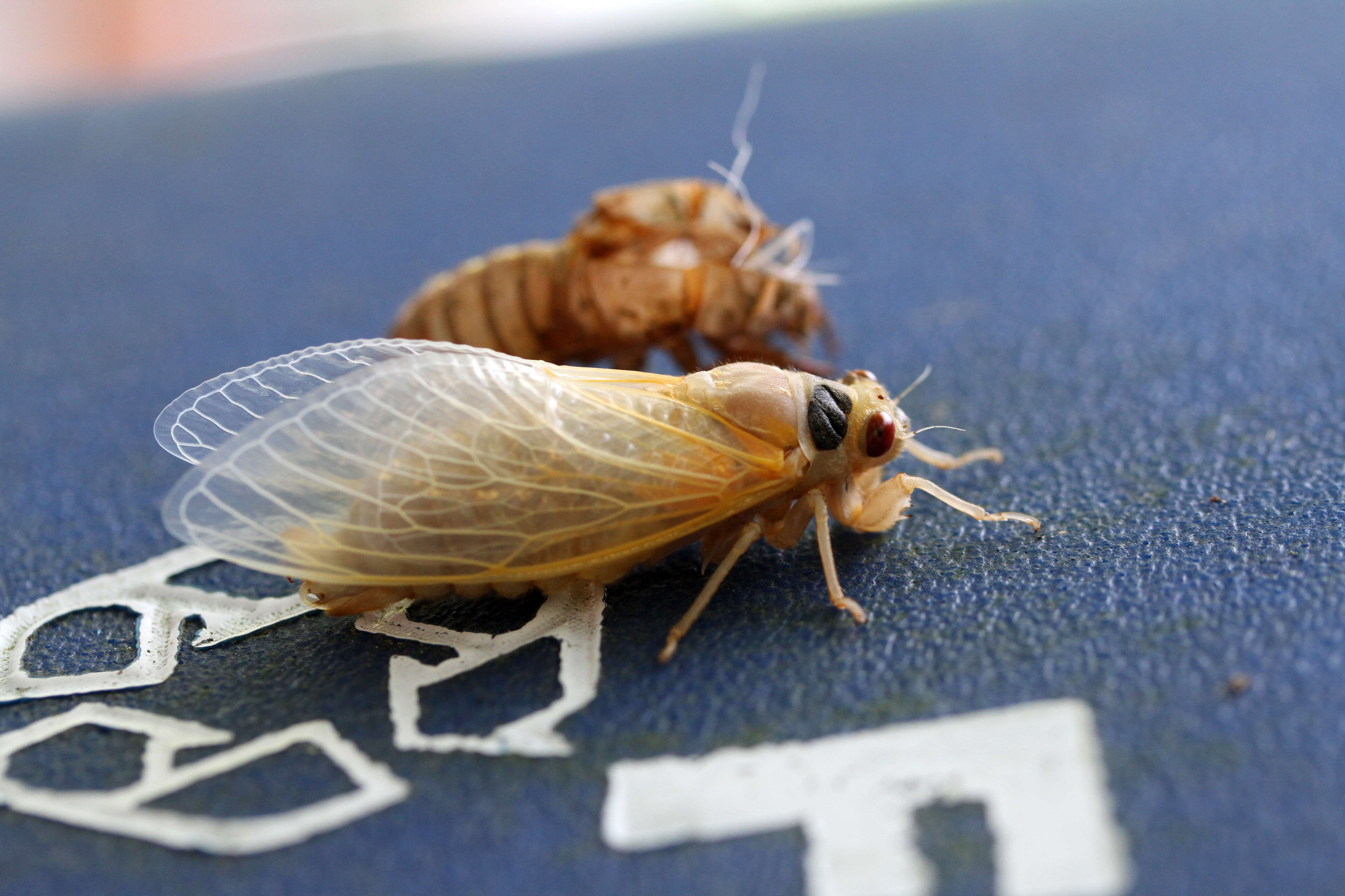 Image of Cicadas, Leafhoppers, and Treehoppers