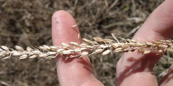 Image of Sea Arrowgrass