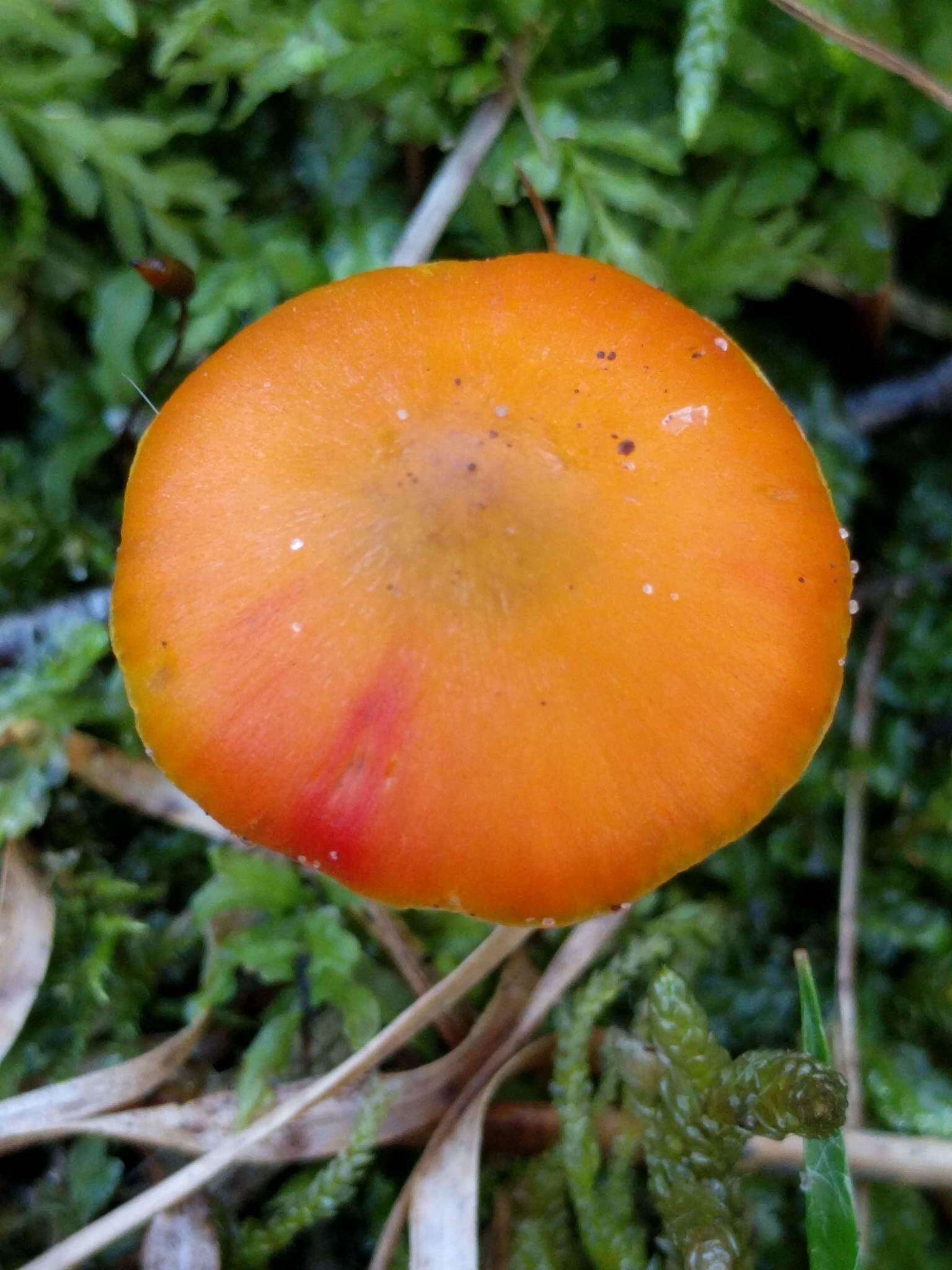 Image of Hygrocybe conica (Schaeff.) P. Kumm. 1871