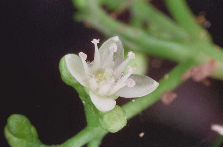 Image of Melicope broadbentiana F. M. Bailey