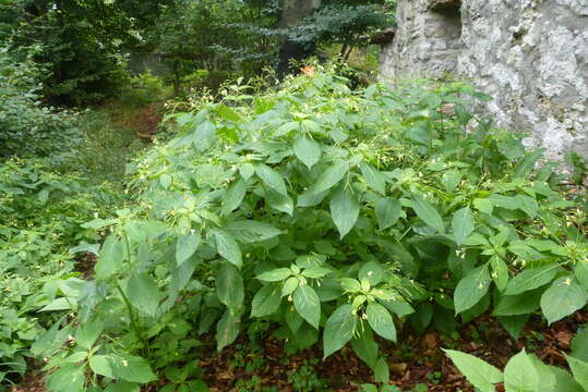 Image of small balsam