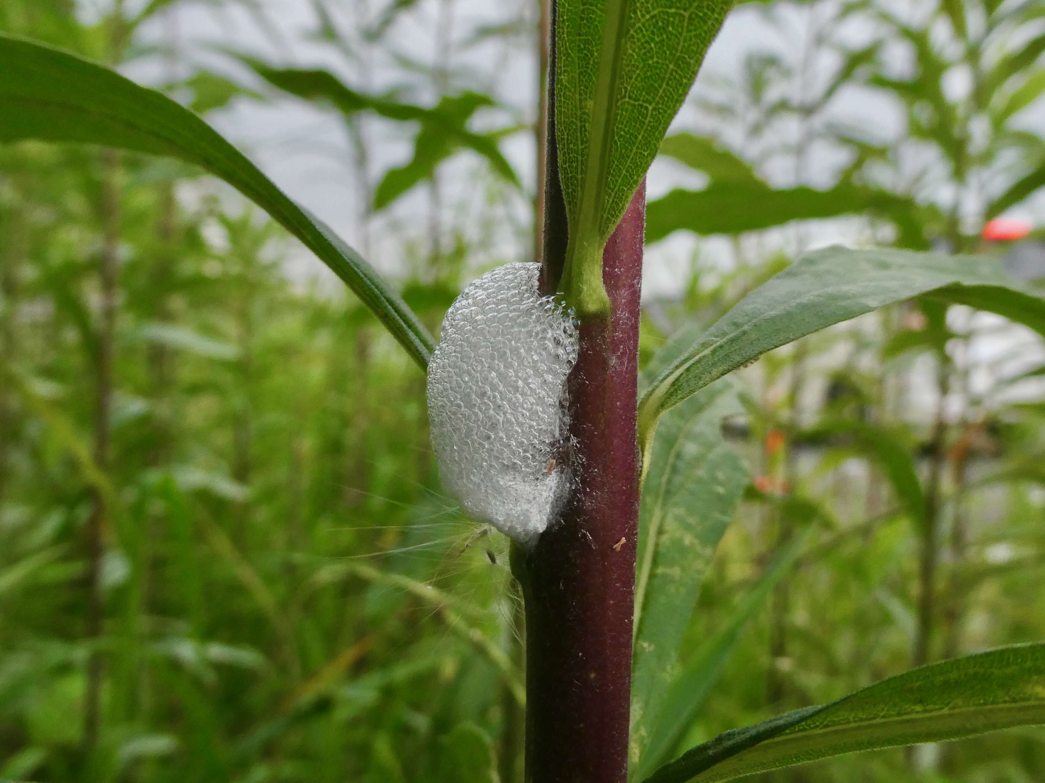 Image of spittlebugs