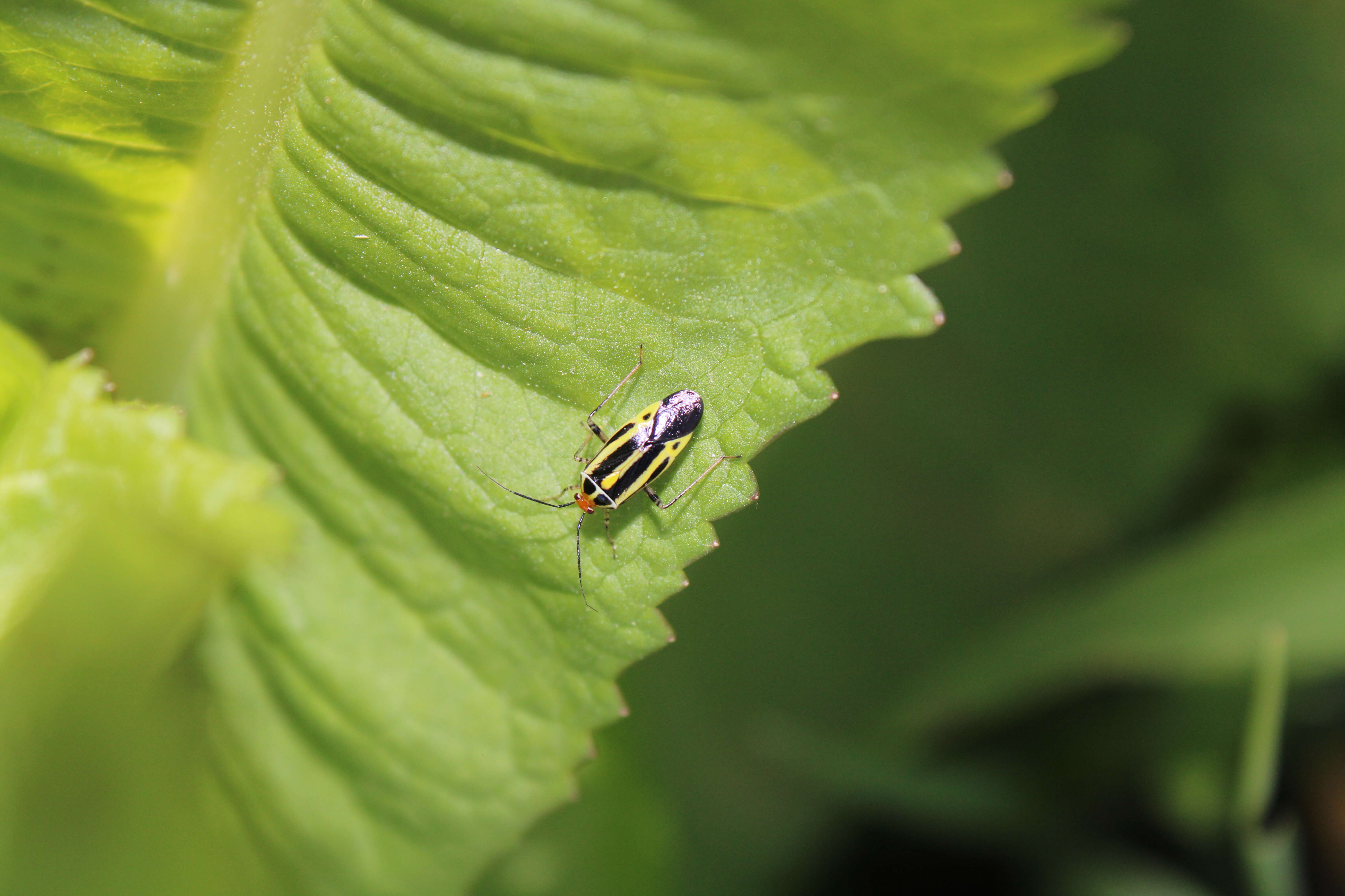 Image of Poecilocapsus