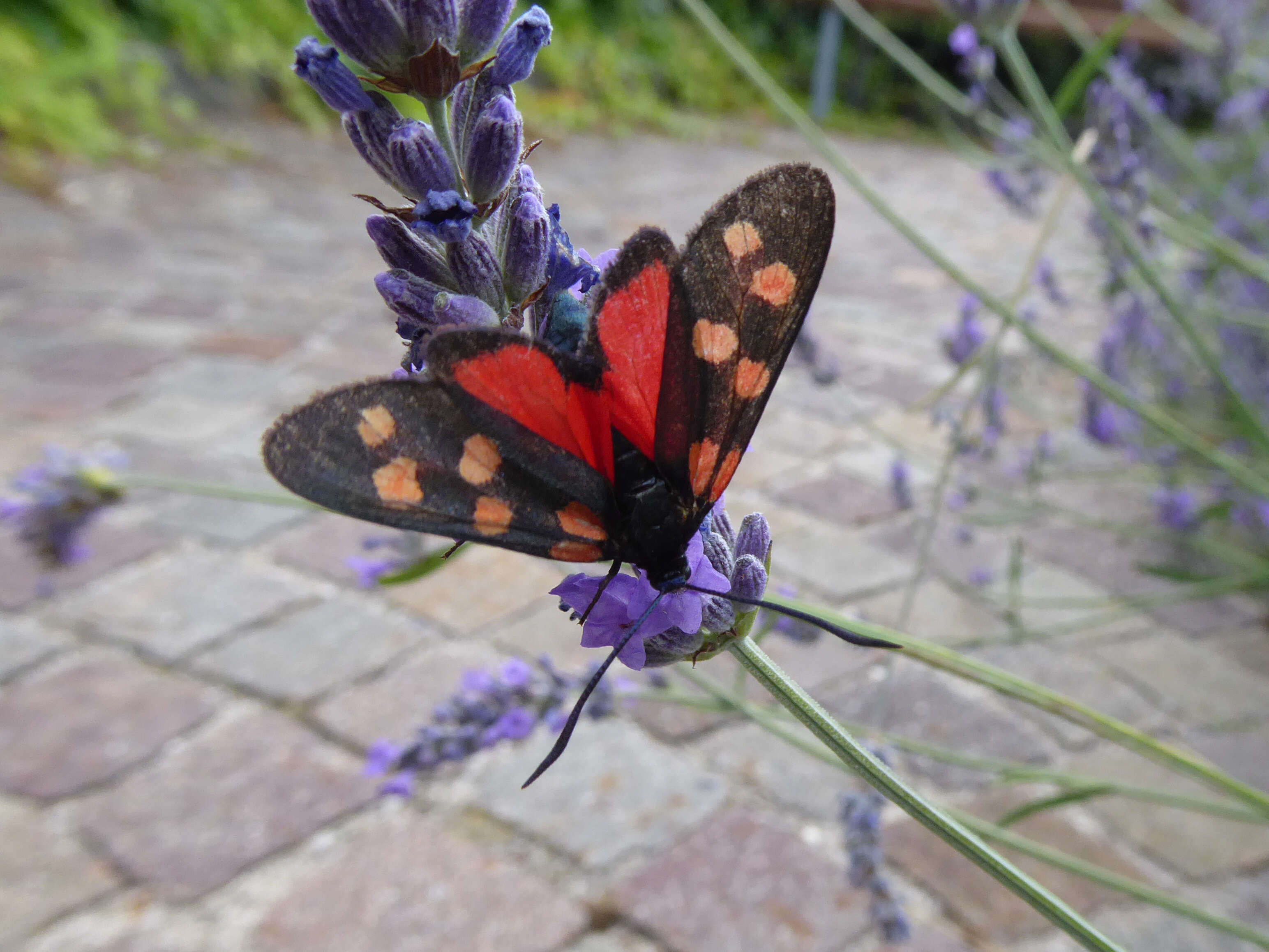 Image of Zygaena transalpina Esper 1781