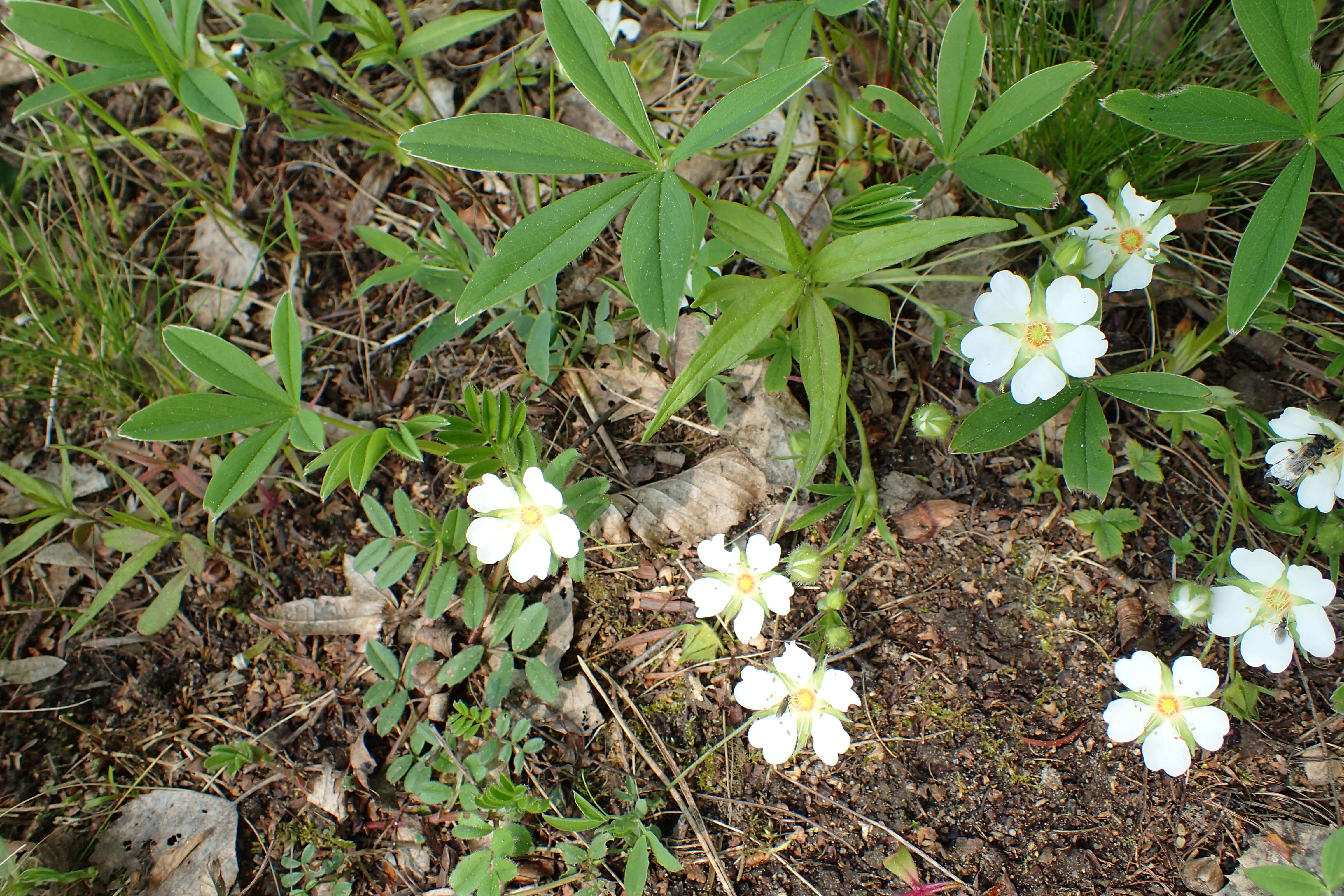 Image of White Cinquefoil