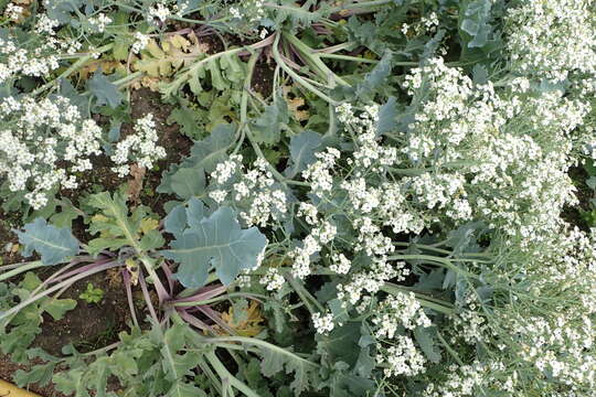 Image of sea kale