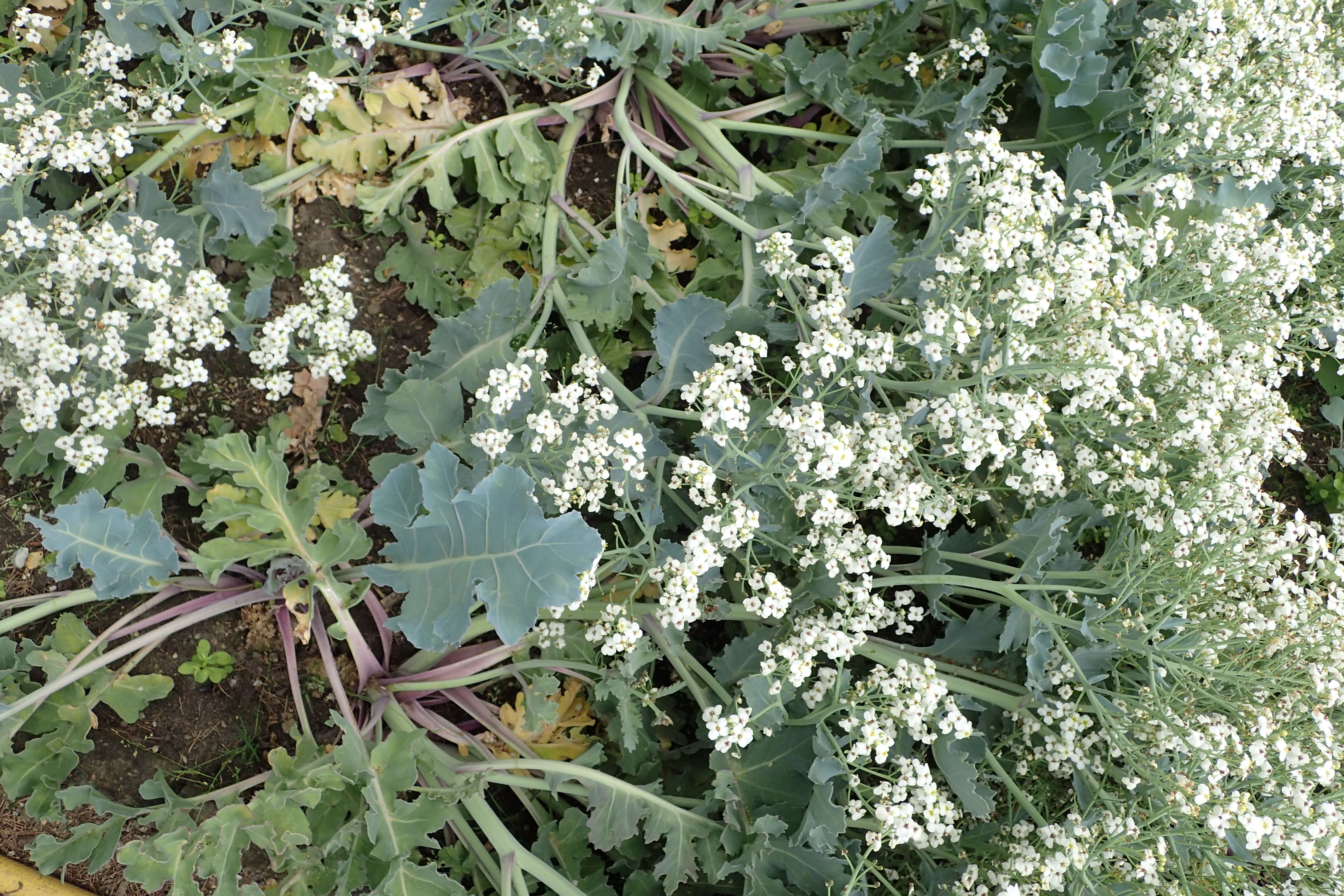 Image of sea kale