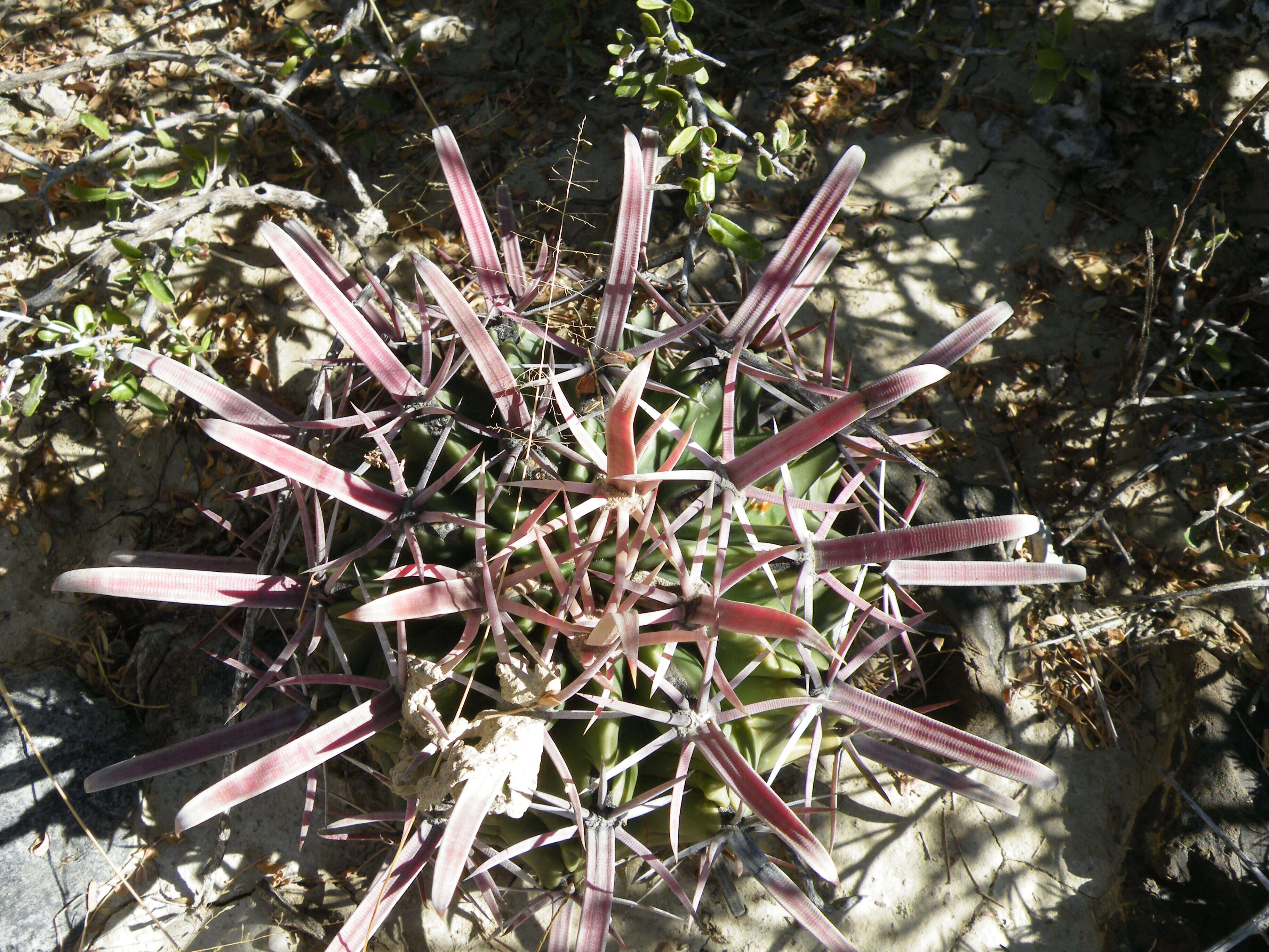 Image of Ferocactus latispinus (Haw.) Britton & Rose