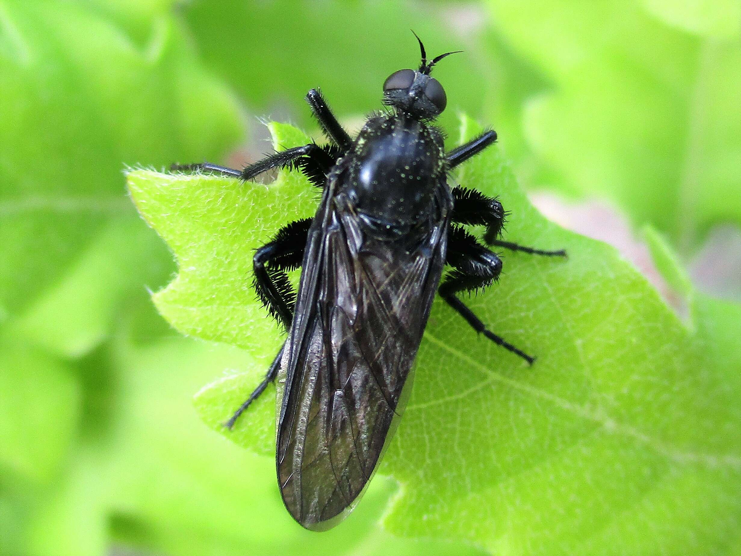 Image of Empis ciliata Fabricius 1787