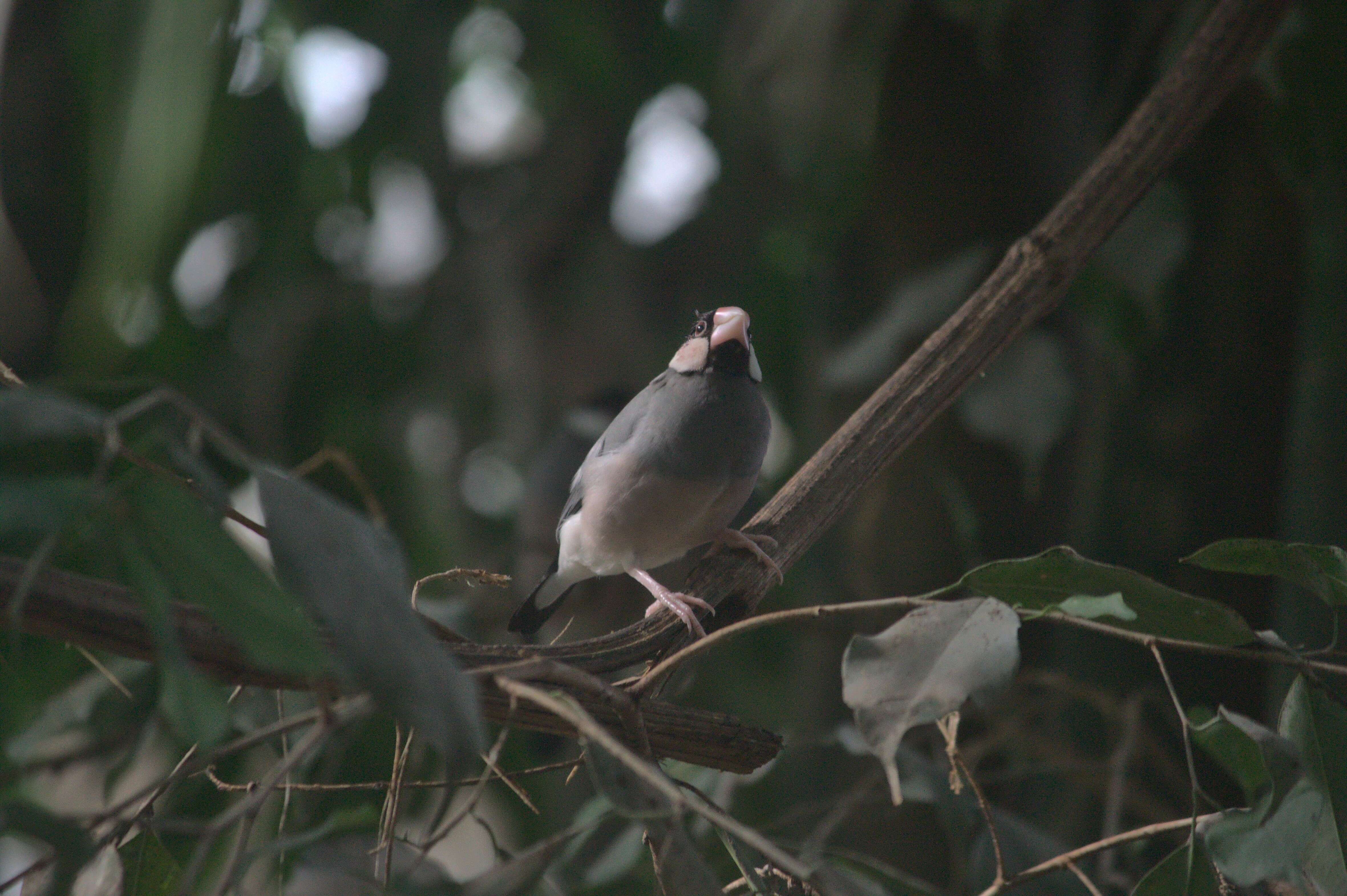 Image of Java Sparrow