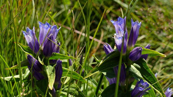 Image of Gentiana asclepiadea L.