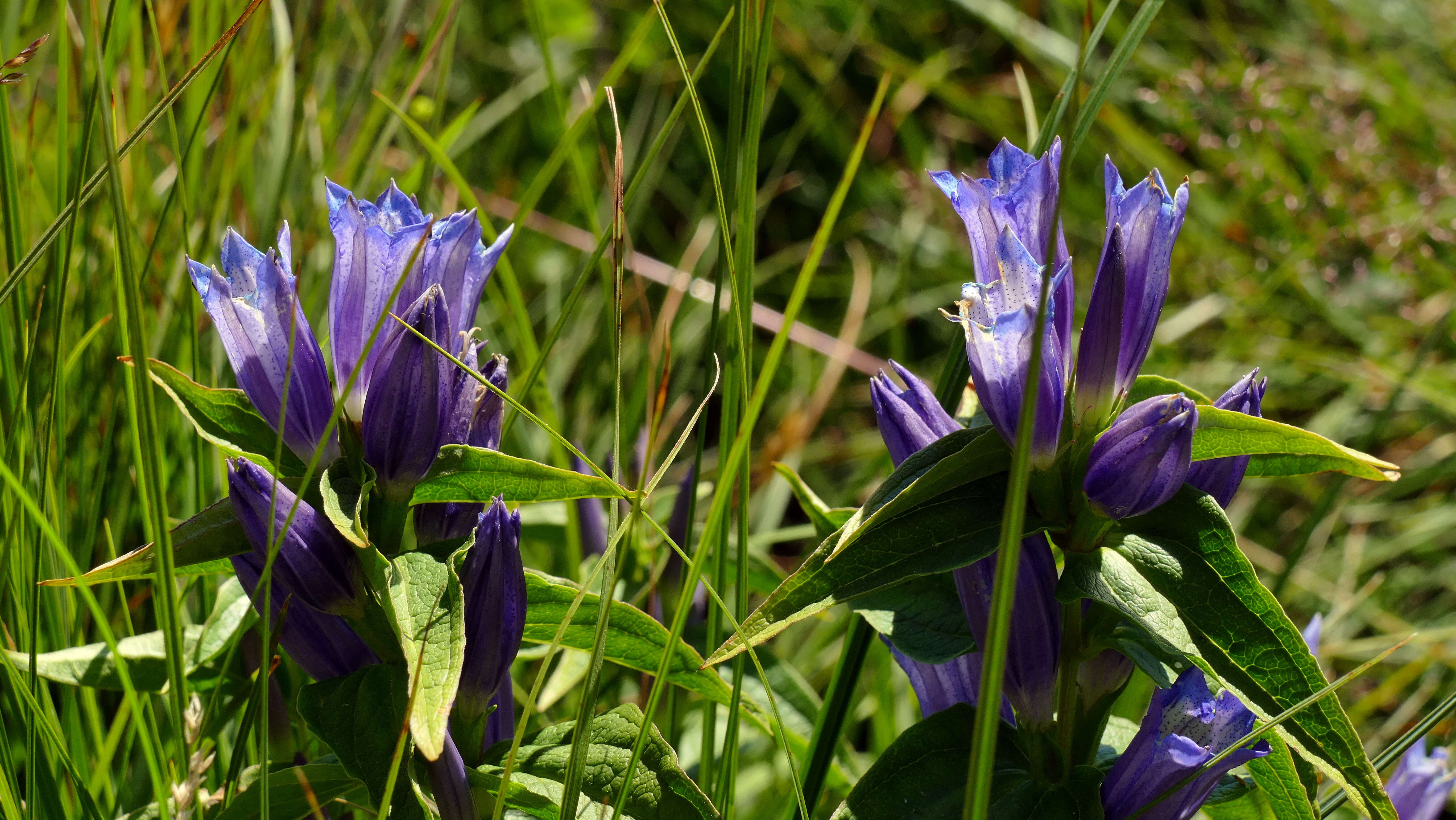 Image of Gentiana asclepiadea L.