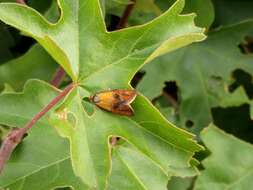 Image of leches twist moth