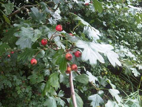 Image of Common Hawthorn