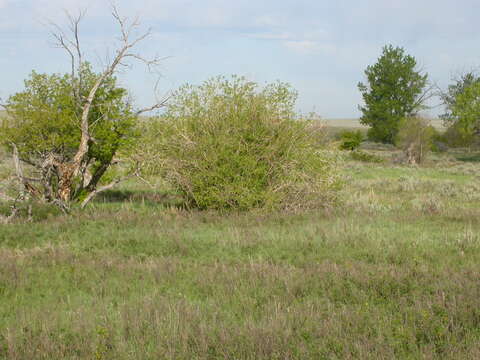 Image of Missouri River willow