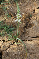 Image of Ornithogalum narbonense L.