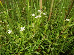 Image of saltmarsh starwort