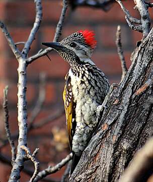 Image of Black-rumped Flameback