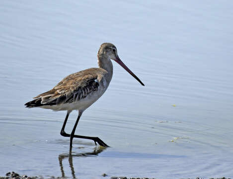 Image of Black-tailed Godwit