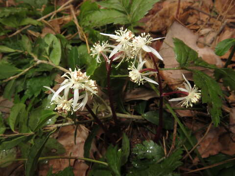 Image of Coptis japonica (Thunb.) Makino