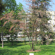 Image of flowering dogwood