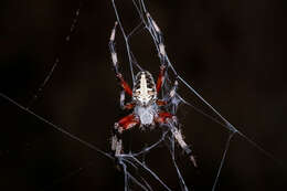 Image of Spotted Orbweaver