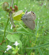 صورة Euchrysops cnejus (Fabricius 1798)