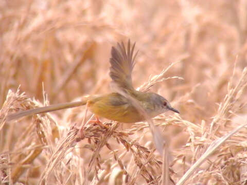 Prinia flaviventris (Delessert 1840) resmi