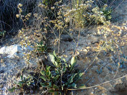 Image of Mediterranean sea lavender