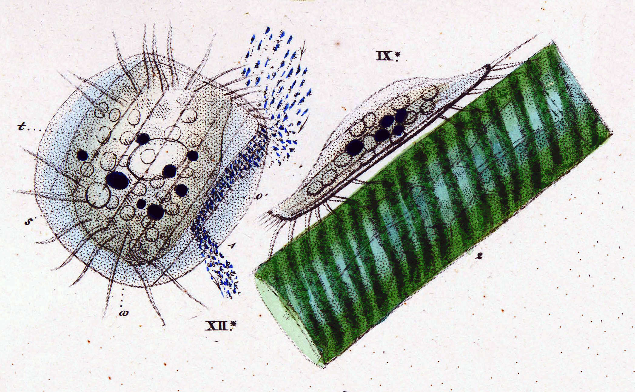 Sivun Euplotidae kuva