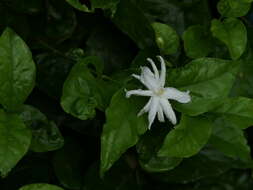 Image of Arabian jasmine