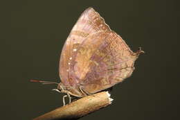 Plancia ëd Arhopala centaurus (Fabricius 1775)