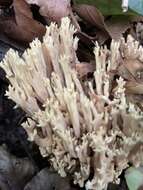 Image de Ramaria stricta (Pers.) Quél. 1888