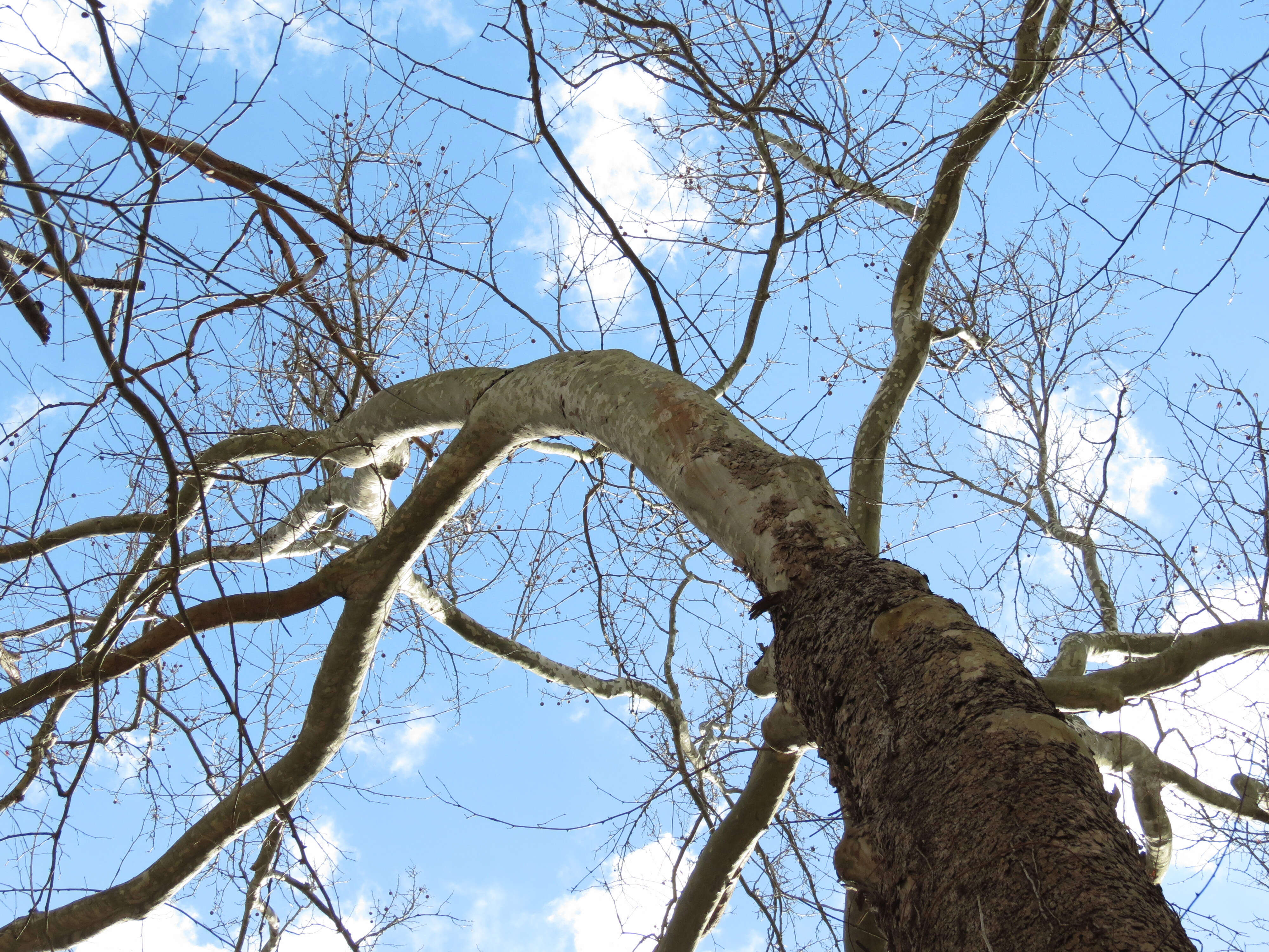 Image of American sycamore