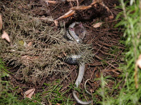 Image of Japanese striped snake