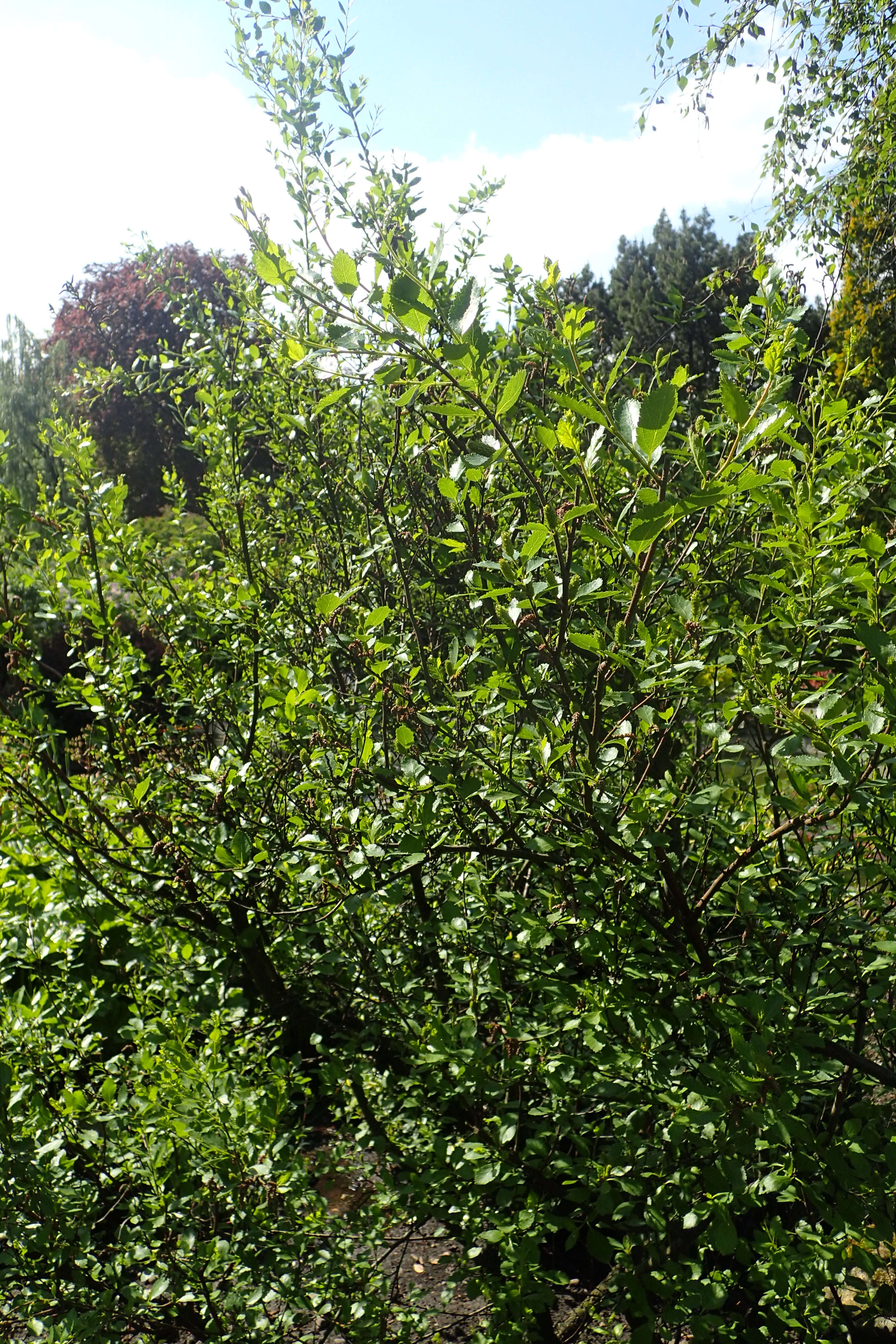 Image of Shrubby Birch